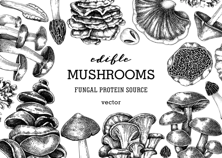 Mushrooms banner. Autumn forest plant frame.  Fall background with edible fungi sketches. Healthy food, fungal protein, stalks, and caps in engraved style. Hand-drawn botanical illustration